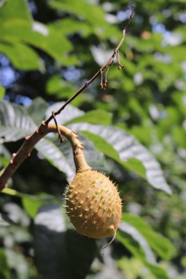 Aesculus × carnea 'Briotii' - jírovec pleťový 'Briotii' - plod (38)